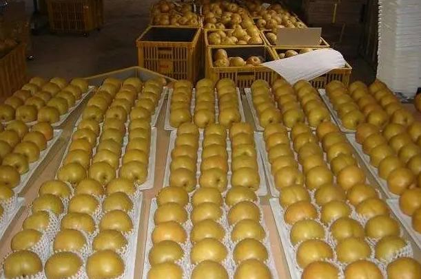 大梨子保鮮冷庫造價多少錢一立方米 大梨子保鮮冷庫造價多少錢一立方米