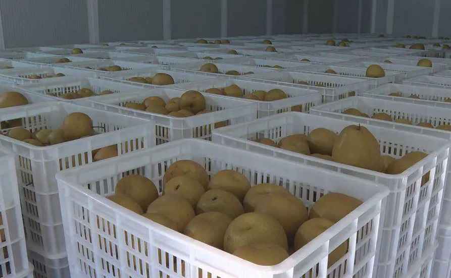 大梨子保鮮冷庫造價多少錢一立方米 大梨子保鮮冷庫造價多少錢一立方米