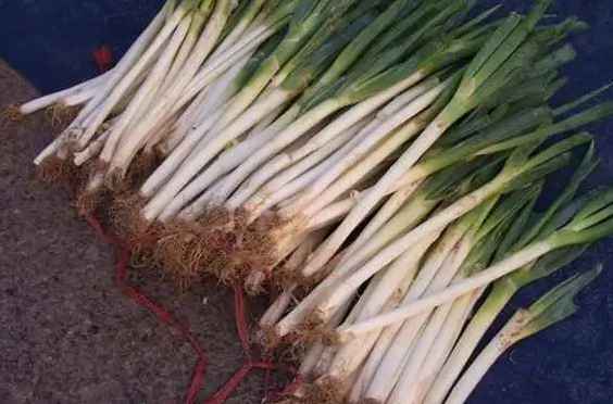 大蔥的冷庫保鮮技術(shù)步驟及注意事項 大蔥的冷庫保鮮技術(shù)步驟及注意事項