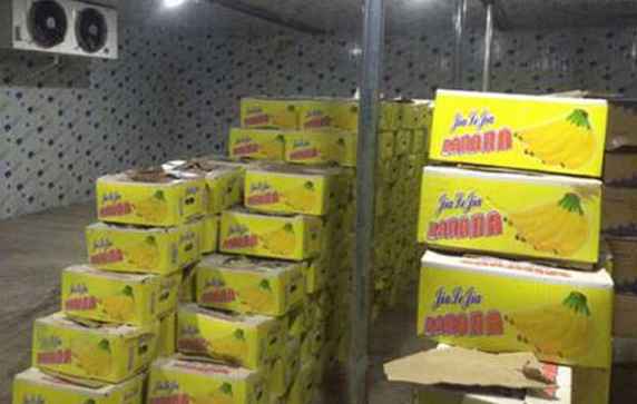 香蕉如何正確儲存在氣調冷庫中 香蕉如何正確儲存在氣調冷庫中