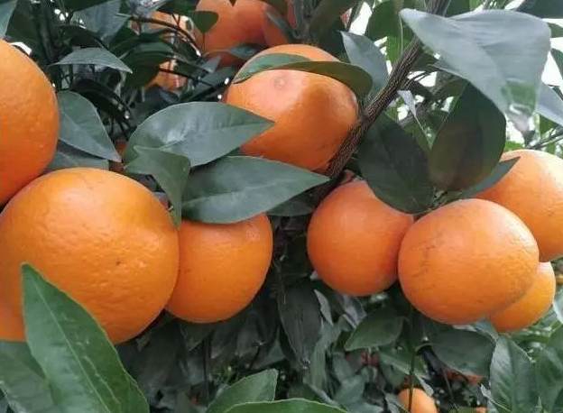 建造沃柑冷庫需要投資多少費用 建造沃柑冷庫需要投資多少費用