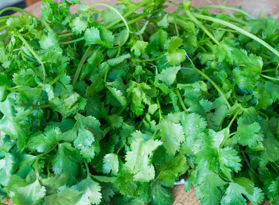 香菜冷庫大量儲存方法技巧 香菜冷庫大量儲存方法技巧