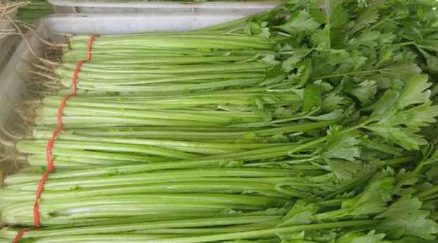 芹菜冷庫貯藏溫度多少度好 芹菜冷庫貯藏溫度多少度好