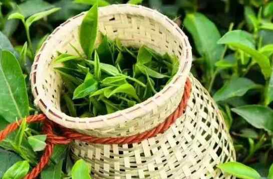 茶葉冷庫存儲溫度是多少度 茶葉冷庫存儲溫度是多少度