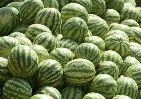 600立方米西瓜氣調(diào)冷庫價(jià)格多少錢 600立方米西瓜氣調(diào)冷庫價(jià)格多少錢