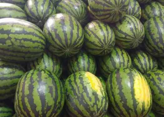 600立方米西瓜氣調(diào)冷庫價(jià)格多少錢 600立方米西瓜氣調(diào)冷庫價(jià)格多少錢