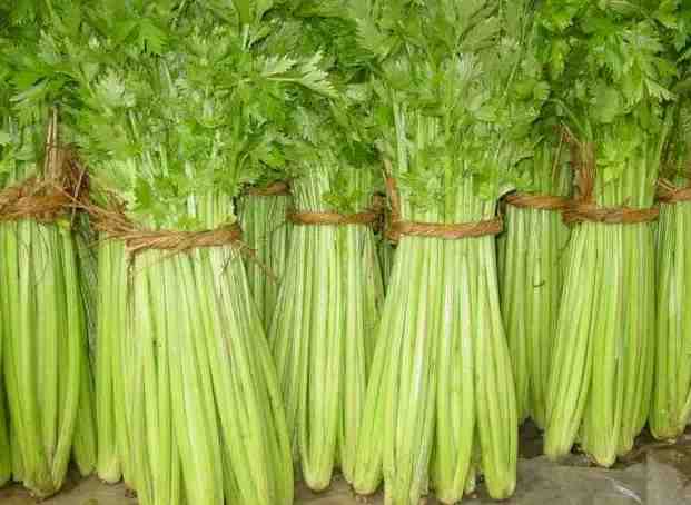 北京芹菜保鮮冷庫安裝需要多少錢 北京芹菜保鮮冷庫安裝需要多少錢