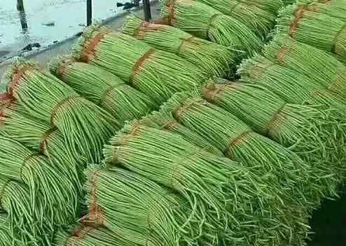 豆角冷庫保鮮5個月的技巧是什么 豆角冷庫保鮮5個月的技巧是什么