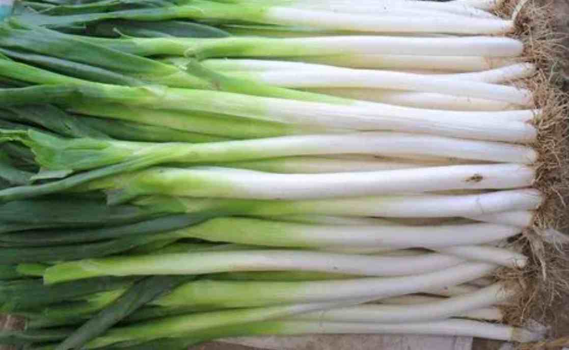 大蔥保鮮冷庫(kù)溫度多少度比較好 大蔥保鮮冷庫(kù)溫度多少度比較好