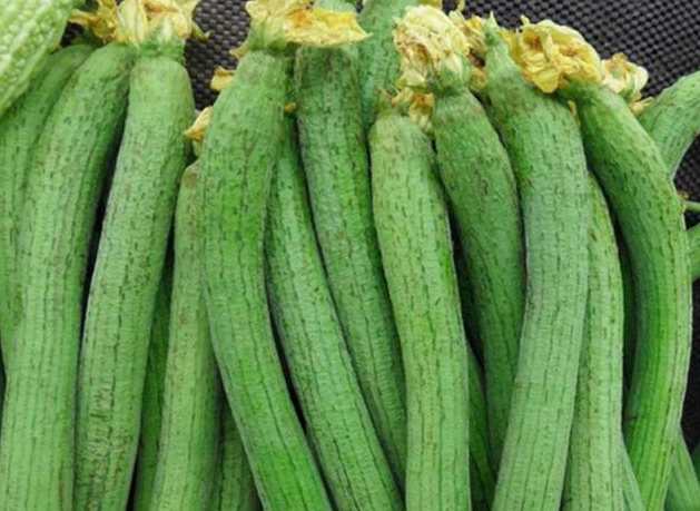 絲瓜放在中冷庫如何防止冷害發生 絲瓜放在中冷庫如何防止冷害發生