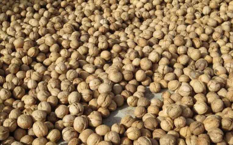 核桃放冷庫(kù)的溫度多少合適 核桃放冷庫(kù)的溫度多少合適