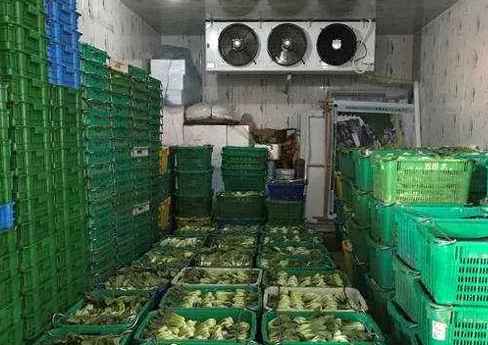 蔬菜冷庫建設設計規范要求 蔬菜冷庫建設設計規范要求
