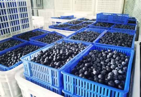 建造一個(gè)100平方藍(lán)莓保鮮冷庫(kù)要多少錢 建造一個(gè)100平方藍(lán)莓保鮮冷庫(kù)要多少錢