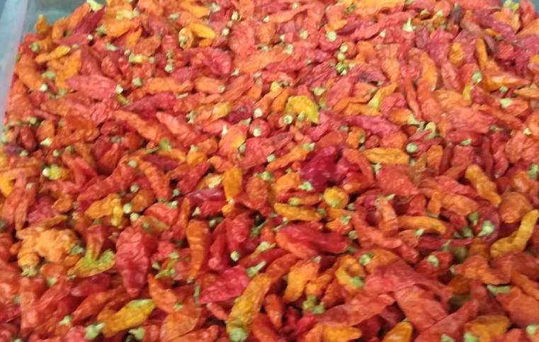 朝天椒冷庫儲存保鮮技術